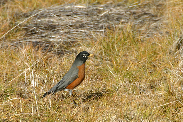 American Robin