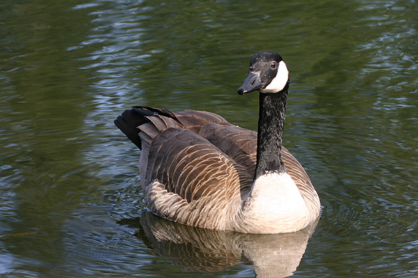Canada Goose