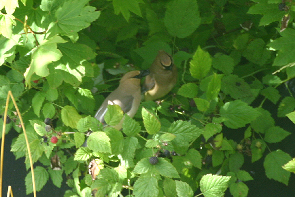 Cedar Waxwing