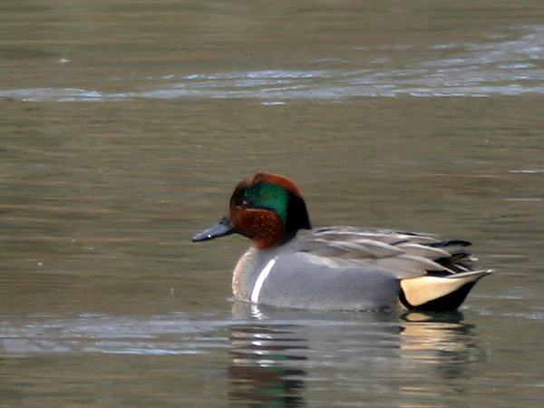 Green-Winged Teal