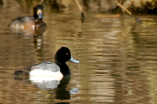 Lesser Scaup