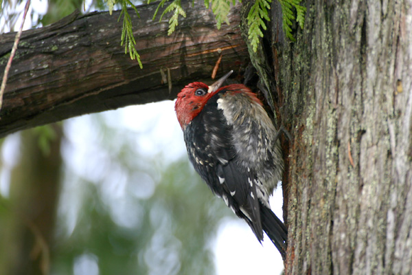Red-breasted Sapsucker