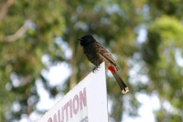 Red-vented Bulbul