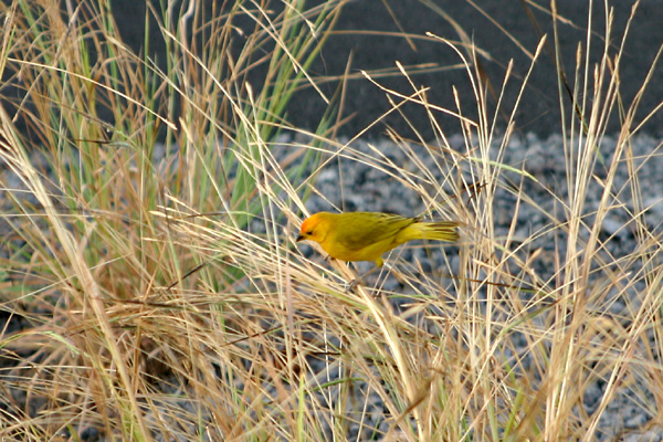 Saffron Finch